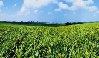 注意 施下就見效 你可能買到了激素肥