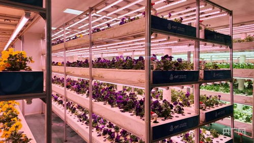 山東壽光菜博會 探秘新奇蔬菜與智慧肥料的綠色盛宴